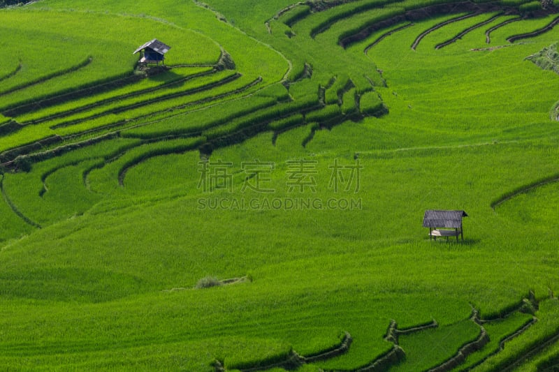 梯田,田地,越南,稻,白族,水平画幅,山,无人,户外,水稻梯田