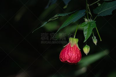 苘麻,酸浆属,白麻属植物,灯笼,一个物体,泰国,园林,植物,枫树,夏天
