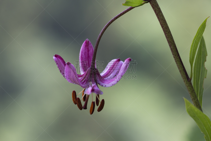 百合花,鸭舌帽,欧洲赤松,动物,欧洲百合,瑞士阿尔卑斯山,植物,夏天,户外,植物茎