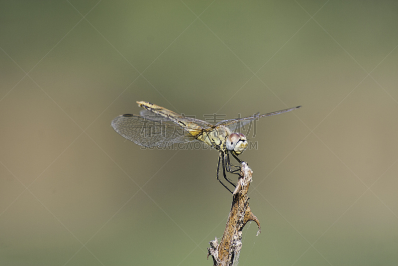 blue darter dragonfly,风景,水平画幅,侧面像,撇水蜻蜓,动物身体部位,制服,户外,复杂,特写