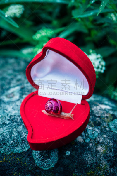 自然,首饰盒,蜗牛,红色,概念,礼物,华贵,背景,垂直画幅,美