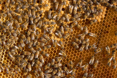 蜂箱,忙碌,蜜蜂,植物细胞,幼小动物,密封的,麻疹乐队,beekeeper,蜂蜡,养蜂