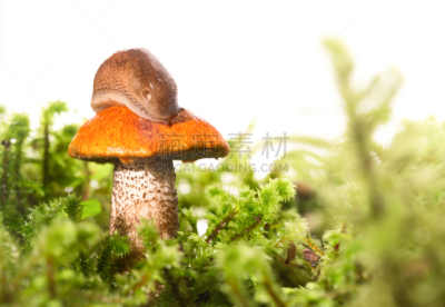 苔藓,食用菌,鼻涕虫,帽子,蜗牛,水平画幅,无人,缓慢的,生食,夏天