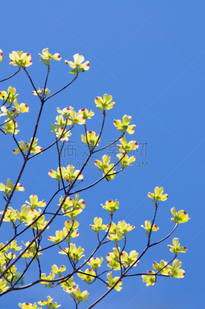 开花的山茱萸,垂直画幅,选择对焦,温带的花,留白,无人,户外,特写,明亮,箭木