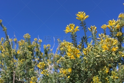 二十九棵棕榈,膀胱,欧元符号,活力,浪漫,沙漠,户外,开花植物,诗人,克服困难