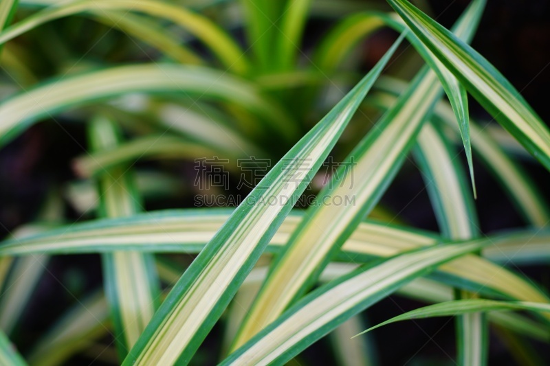 spider plant,安哥拉,常绿植物,常春藤,多年生植物,蜘蛛,草,室内植物,锅,白色