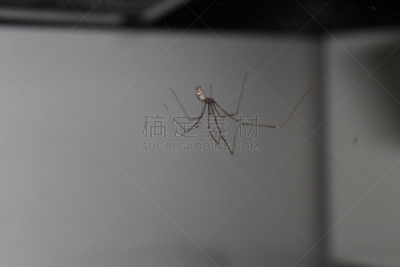 爸爸长腿蛛,美国,水平画幅,蜘蛛网,无人,蜘蛛,特写,摄影