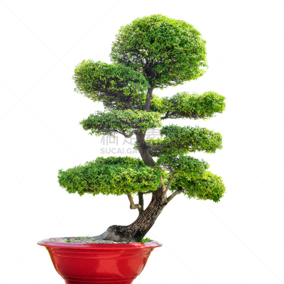 盆景,白色背景,分离着色,禅宗,形状,无人,室内植物,白色,植物