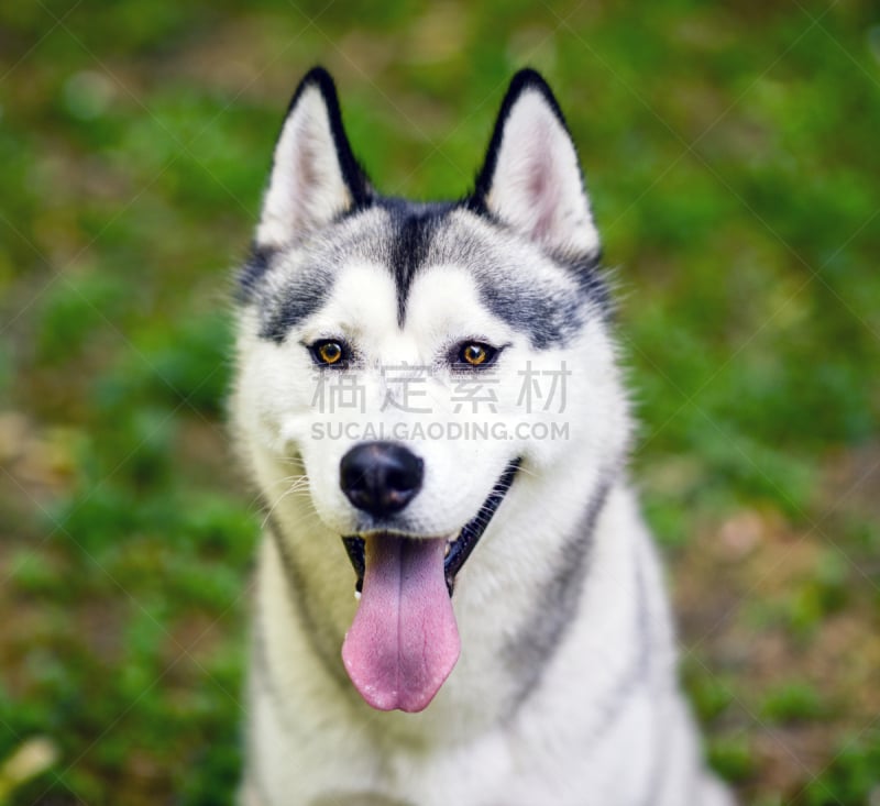 爱斯基摩犬,阿拉斯加雪橇犬,雪橇犬,外套,西伯利亚,环境,恐怖,狗,加拿大,哺乳纲