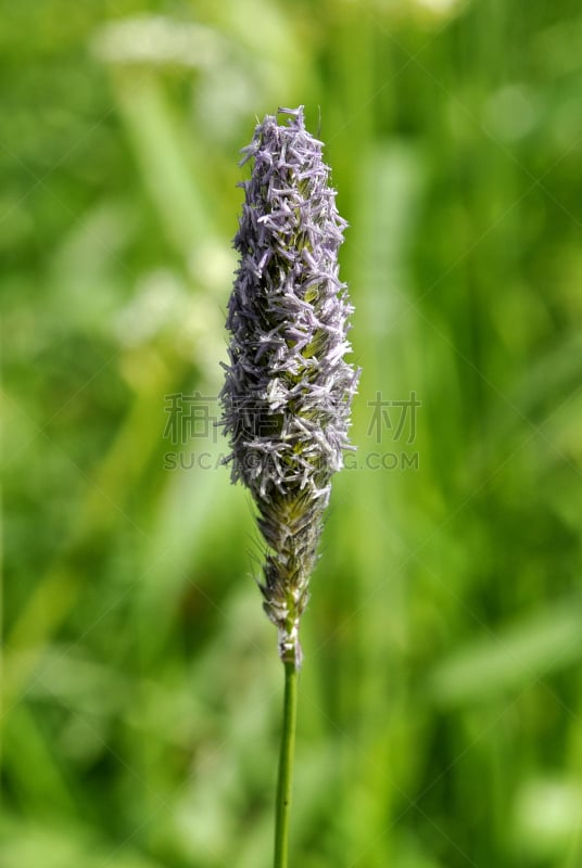 草,花粉,垂直画幅,美,风,干草,无人,夏天,户外,特写