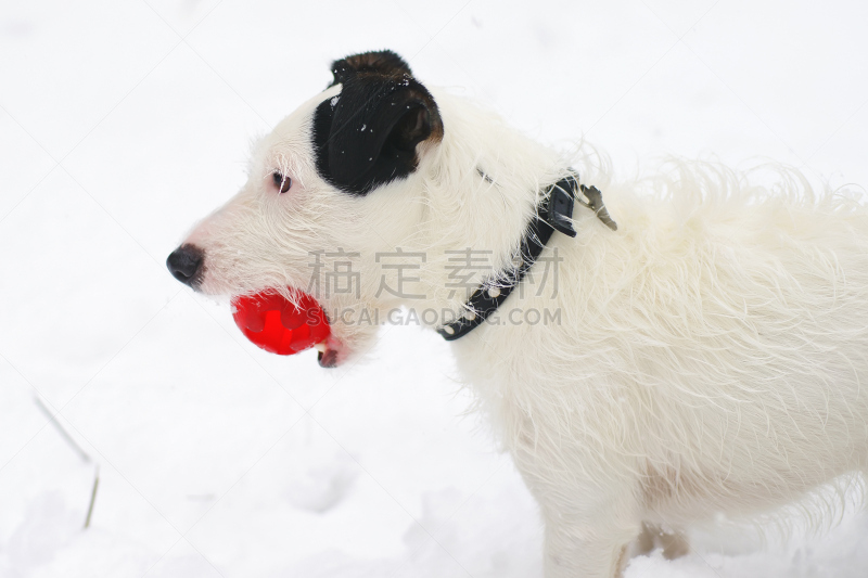 杰克拉瑟短腿犬,进行中,冬天,狗,红色,森林,坏掉的,球,冰雪风暴,狗的玩具