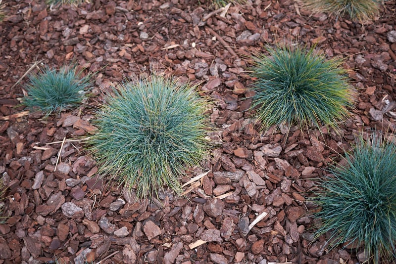 纹理效果,环境,蓝色羊茅草,草类,草,观赏草,植物,背景,户外,园艺