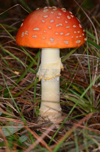 蘑菇,微距,鹅膏菌,草,伞形毒菌,共生关系,自然,垂直画幅,真菌,无人