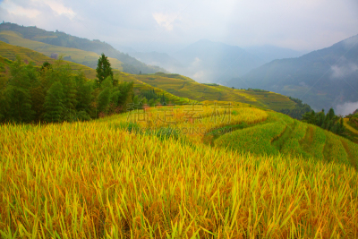 稻,梯田,龙脊梯田,农业,传统,桂林,景观设计,食品,环境,枝繁叶茂