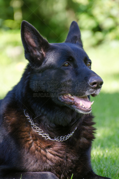 户外,德国,黑色,牧羊犬,导盲犬,动物杂技,德国牧羊犬,宠物,自然,纯种犬