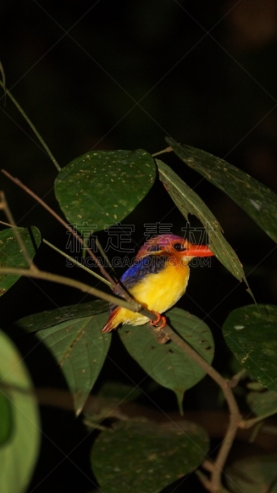 翠鸟,婆罗洲岛,danum valley conservation area,斑点,侏儒,东方人,野生动物,泰国,翅膀,小的