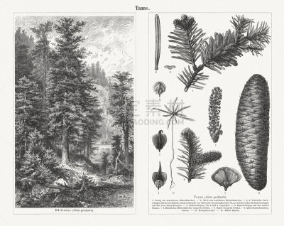 European silver fir (Abies alba), wood engravings, published in 1897