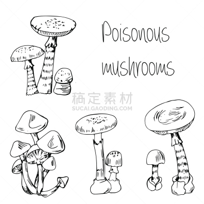 有毒生物体,蘑菇,绘画插图,艺术,无人,古老的,墨水,生食,组物体