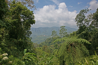 婆罗洲岛,雨林,非凡的,看风景,日光,白昼,水平画幅,绿色,枝繁叶茂,林区