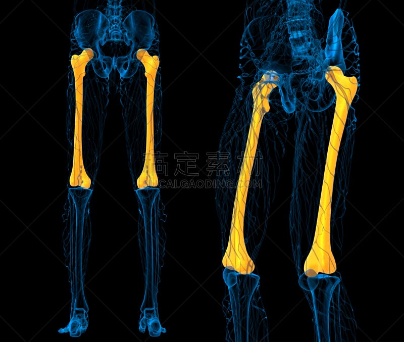 股骨,三维图形,骨骼,健康保健,绘画插图,坐骨,骨盆,趾骨,腓骨,髌骨