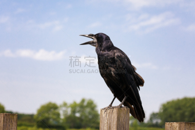 腐肉,乌鸦,天空,水平画幅,在线消息,无人,欧亚大陆,社会化网络,鸟类,动物身体部位