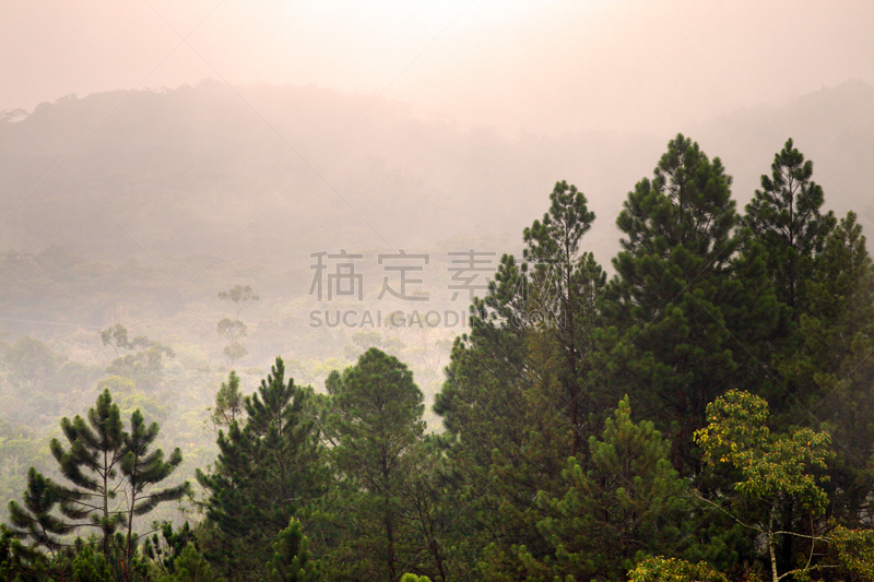 马来西亚,苏格兰高地,卡梅伦蒙大纳,自然,茶树,水平画幅,地形,山,景观设计,无人