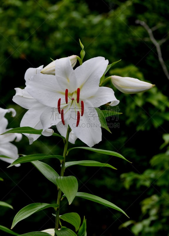 百合花,垂直画幅,植物,无人,卡撒布兰卡百合,摄影,花