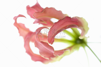 火红色百合,无人,自然,百合花,白色背景,植物,生活方式,图像,水平画幅,园艺