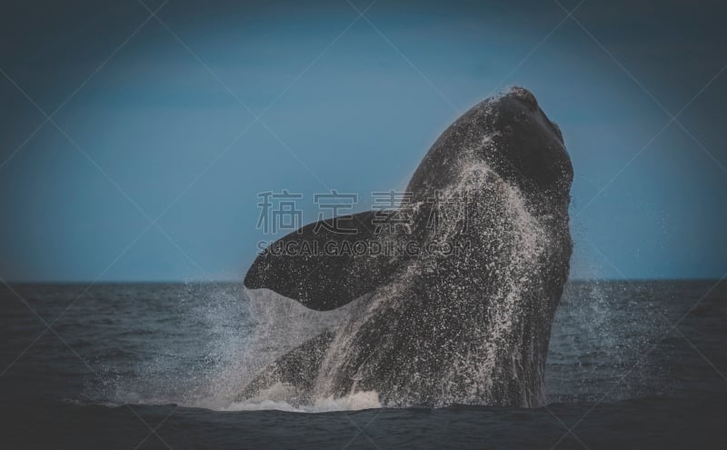 南极脊美鲸,新海湾,动物主题,野生动物,逆戟鲸,呼吸孔,脊椎动物,海豚,大西洋,鱼胸鳍