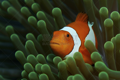 海葵,人造的,小丑,merten's anemone,瓦卡托比,海葵鱼,热带鱼,水平画幅,无人,海鱼