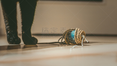 猫,黑色,圣伯纳犬,爪子,黑色出租车,水平画幅,无人,火星科学实验室,分离着色,特写