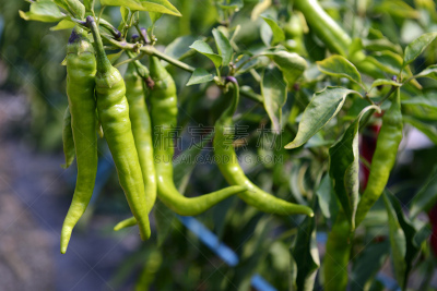椒类食物,热,葡萄牙,辣椒沙司,哈瓦那椒,无边女帽,墨西哥椒,水平画幅,特写,辣椒