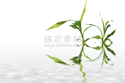 饮用水,竹子叶,笋,水平画幅,无人,白色,植物,热带气候,枝,清新