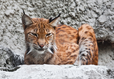 山猫,野生猫科动物,美,水平画幅,野外动物,户外,美洲山猫,哺乳纲,猫,危险