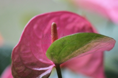 花烛属,自然,图像,美国,马蹄莲,花瓣,花头,无人,火烈鸟百合,佛焰苞