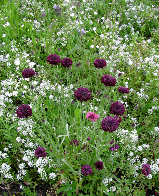 矢车菊,紫色,可爱的,黑色,利亚,tubularia,银叶菊,菊苣,蜘蛛百合,温哥华