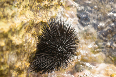 海胆,克利特海,Green Sea Urchin,动物脊骨,珊瑚色,动物骨,水,水平画幅,水下,尖利