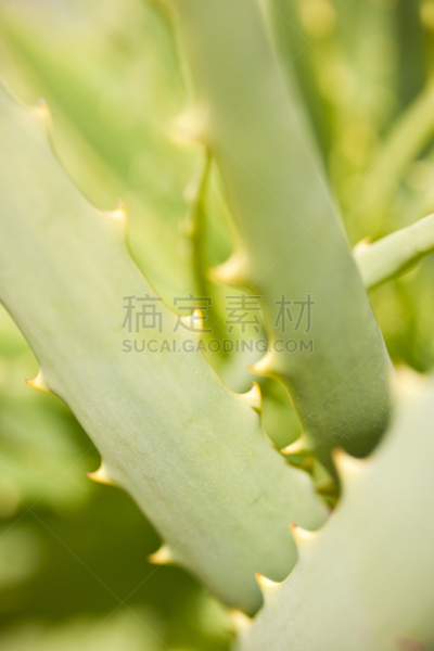 菜园,木立芦荟,垂直画幅,无人,优美,有机食品,植物园,户外,生物学,室内植物