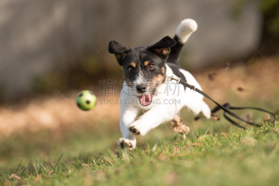 Dog catches flying ball - Jack Russell Terrier