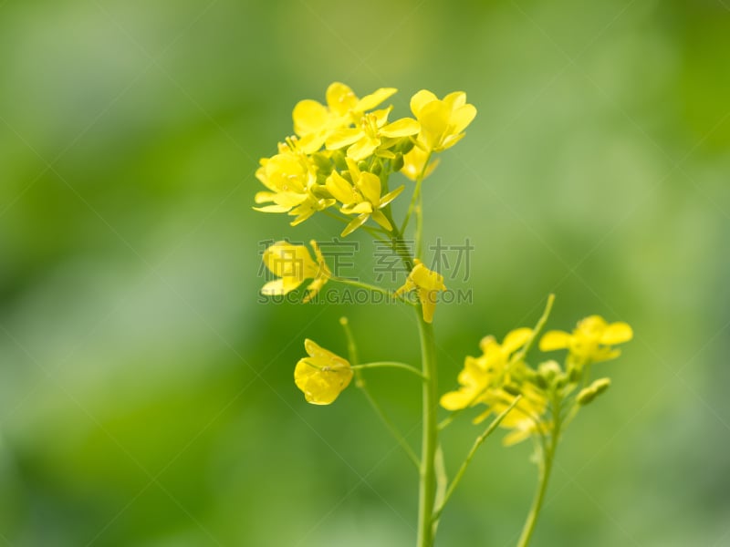 油菜花,黄色,斯普林费德,黄绿色,水平画幅,绿色,十字花科,无人,户外,仅一朵花