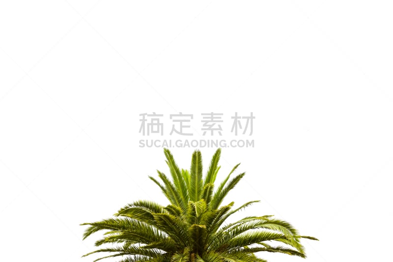 棕榈树,留白,叶子,白色背景,分离着色,苏铁科植物,棕榈叶,椰子树,复叶,顶部