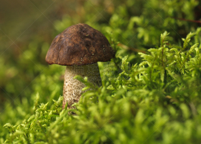 蘑菇,草,白桦,植物菌根,白蘑菇,porcini mushroom,自然,饮食,水平画幅,秋天