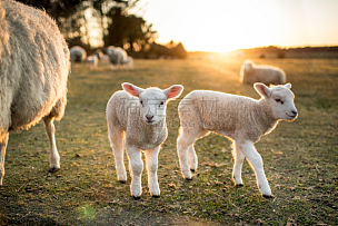 羊羔,复活节,牲畜,幼小动物,绵羊,羊群,动物主题,农场,动物,农业
