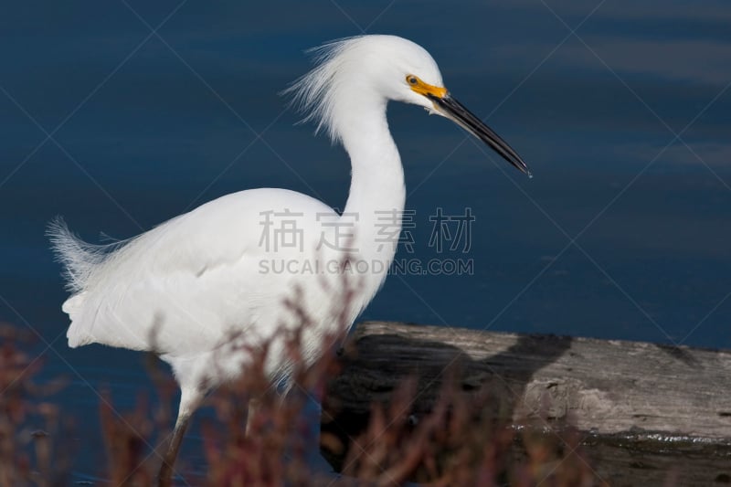 雪白鹭,河口,野生动物,水平画幅,白鹭,无人,鸟类,水禽,白色,彩色图片