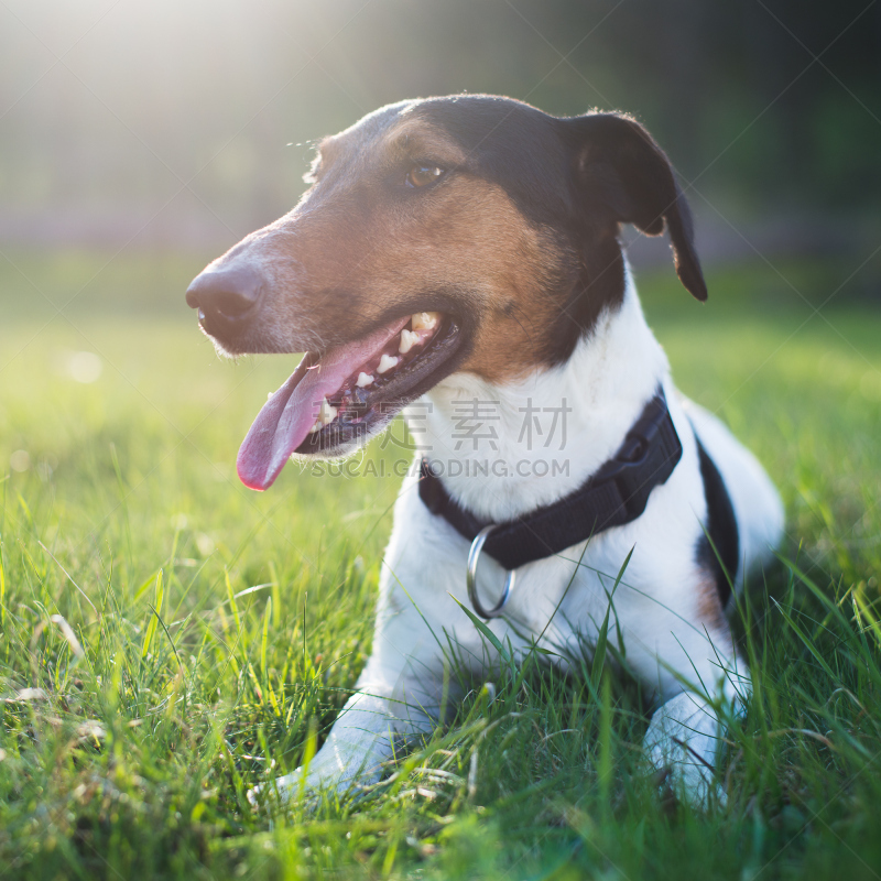 可爱的,草,狗,户外,福克斯猎狐犬,训服,杰克拉瑟短腿犬,宠物项圈,动物嘴,注视镜头