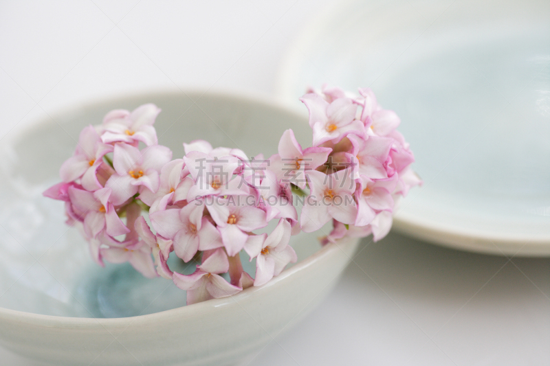 瑞香花,灰绿色的陶瓷,银杏,餐具,美,芳香的,水平画幅,可爱的,无人,日本