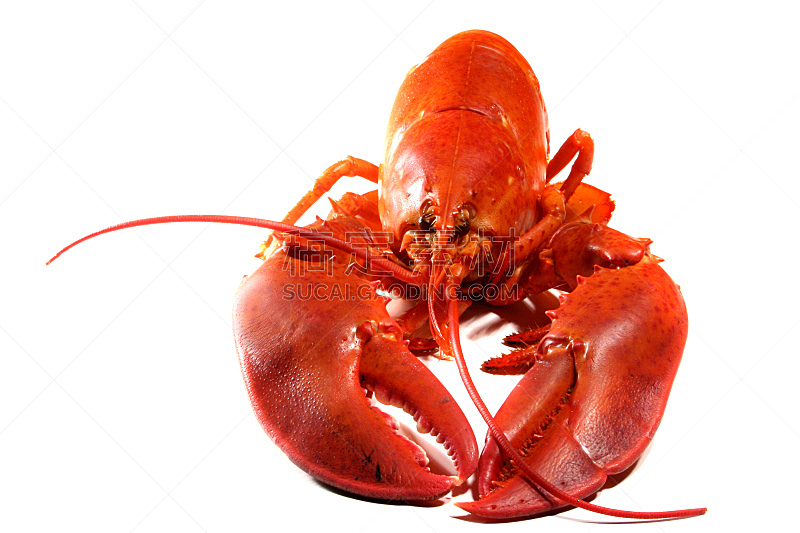 全身像,龙虾,饮食,煮食,水平画幅,无人,白色背景,海产,背景分离,红色