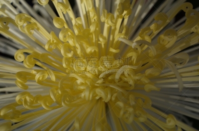 白色,黄色,菊花,大特写,轻的,传统,清新,仅一朵花,枝繁叶茂,细的
