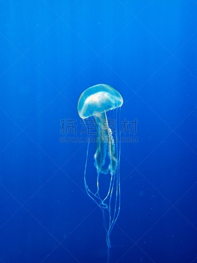 水母,紫色,螫针,触须,海洋生命,野生动物,紫水母,自然美,生物,动物