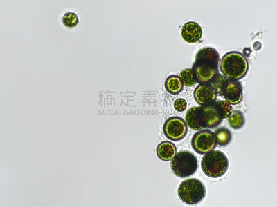 放大效果,血球藻,在下面,生物学,生物燃料,显微镜,退化单眼,淡水,海洋生命,环境